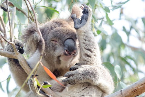 Great Ocean Road Reverse Itinerary With 12 Apostles From Melbourne - Accommodation Directory 1