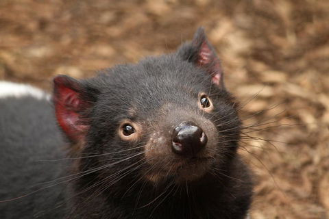 Day Tour In Mt. Field, Mt. Wellington, Bonorong Wildlife Sanctuary And Richmond - Accommodation Directory 4