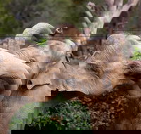 Melbourne Zoo General Entry Ticket - Accommodation Directory