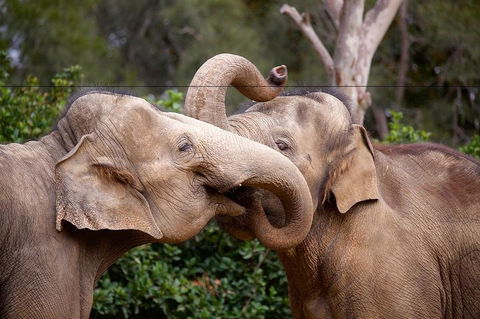 Melbourne Zoo General Entry Ticket - Accommodation Directory 0