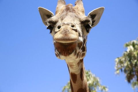 Melbourne Zoo General Entry Ticket - Accommodation Directory 2