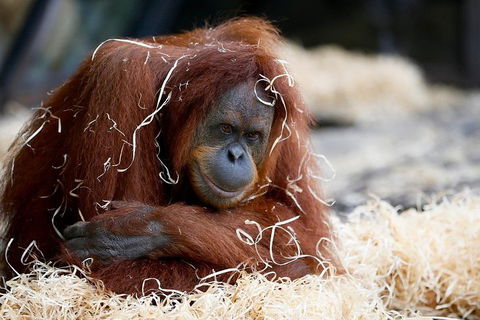 Melbourne Zoo General Entry Ticket - Accommodation Directory 3