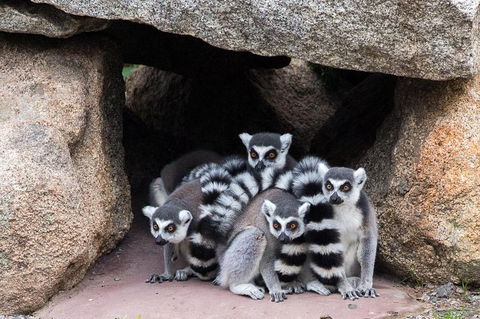 Melbourne Zoo General Entry Ticket - Accommodation Directory 4