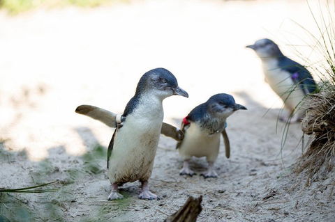 Melbourne Zoo General Entry Ticket - Accommodation Directory 5