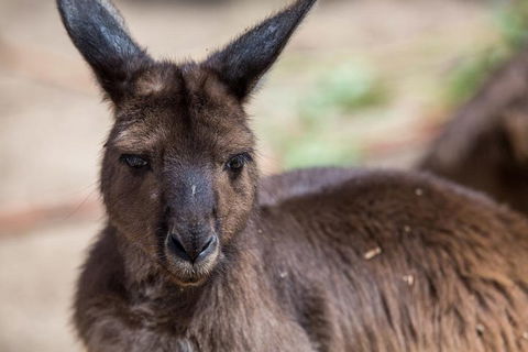 Australian Wildlife Tour At Melbourne Zoo Ticket - Accommodation Directory 0