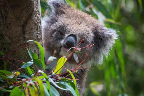 Australian Wildlife Tour At Melbourne Zoo Ticket - Accommodation Directory 1