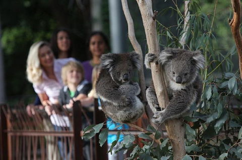 Australian Wildlife Tour At Melbourne Zoo Ticket - Accommodation Directory 2