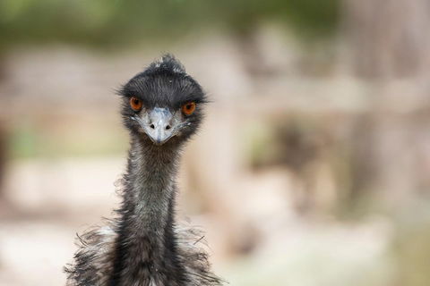 Australian Wildlife Tour At Melbourne Zoo Ticket - Accommodation Directory 3