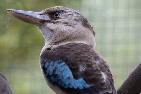 Australian Wildlife Tour At Melbourne Zoo Ticket - Accommodation Directory 4