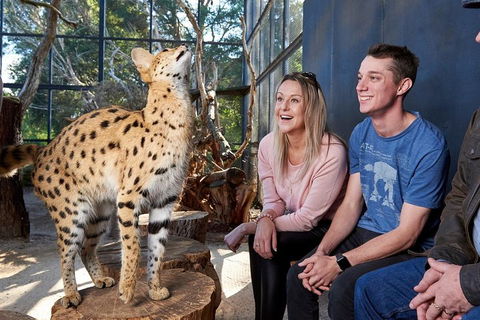 African Cat Encounter At Werribee Open Range Zoo - Accommodation Directory 0