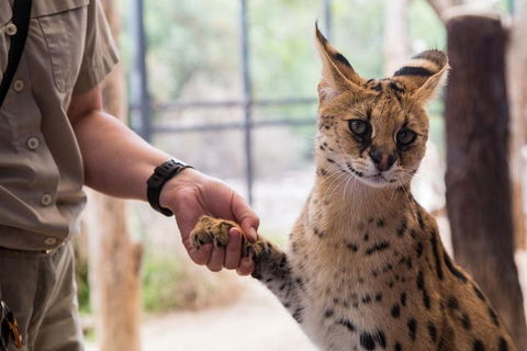African Cat Encounter At Werribee Open Range Zoo - Accommodation Directory 1