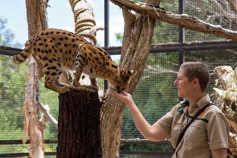 African Cat Encounter At Werribee Open Range Zoo - Accommodation Directory 2