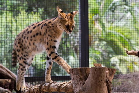 African Cat Encounter At Werribee Open Range Zoo - Accommodation Directory 3
