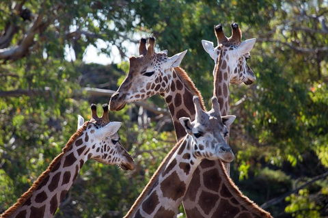Werribee Open Range Zoo General Admission Ticket - Accommodation Directory 0