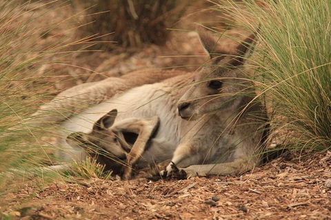 Werribee Open Range Zoo General Admission Ticket - Accommodation Directory 3