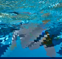 3 Day Whitsundays Sailing and Diving Adventure Kiana - Accommodation Directory