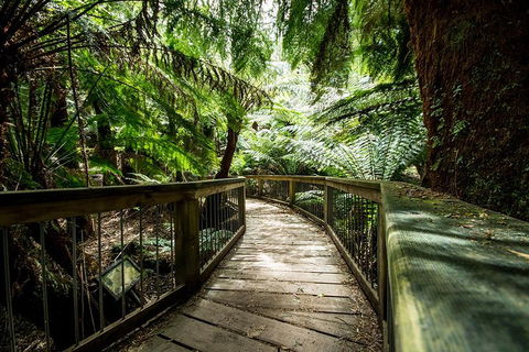 Small-Group Great Ocean Road Experience And Surf Coast Tour - Accommodation Directory 1