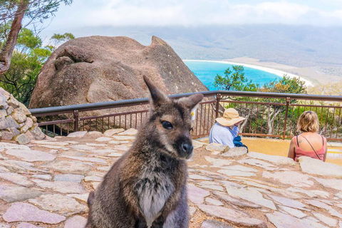 Wineglass Bay & Freycinet NP Full Day Tour From Hobart Via Richmond Village - Accommodation Directory 0