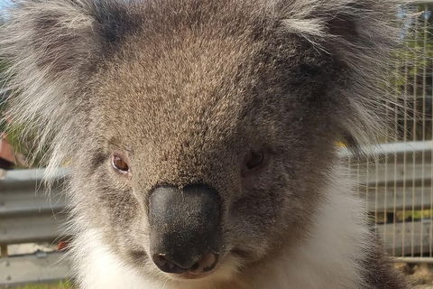 Full-Day Great Ocean Road Tour From Melbourne - Accommodation Directory 3