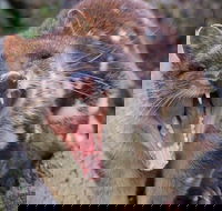 After Dark Tasmanian Devil Feeding Tour at Cradle Mountain - Accommodation Directory