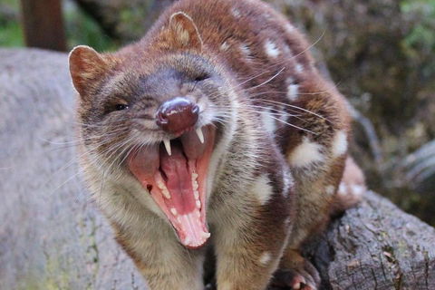 After Dark Tasmanian Devil Feeding Tour At Cradle Mountain - Accommodation Directory 0