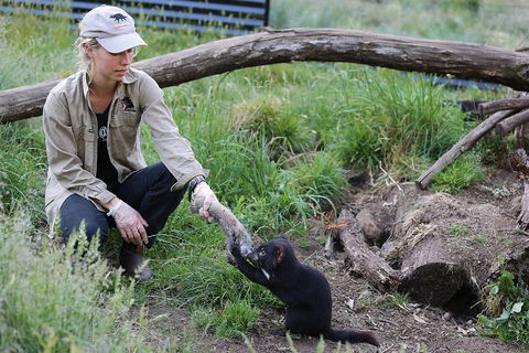 After Dark Tasmanian Devil Feeding Tour At Cradle Mountain - Accommodation Directory 1