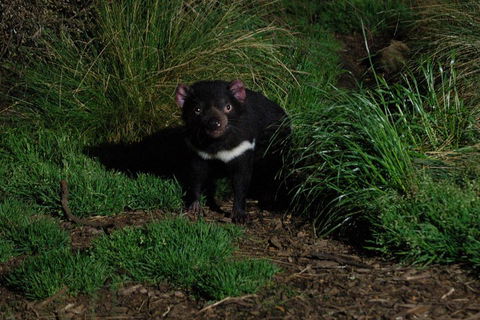After Dark Tasmanian Devil Feeding Tour At Cradle Mountain - Accommodation Directory 4