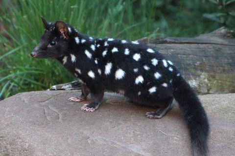 After Dark Tasmanian Devil Feeding Tour At Cradle Mountain - Accommodation Directory 5