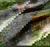 1-Hour Tasmanian Devil Feeding Day Tour at Cradle Mountain - Accommodation Directory