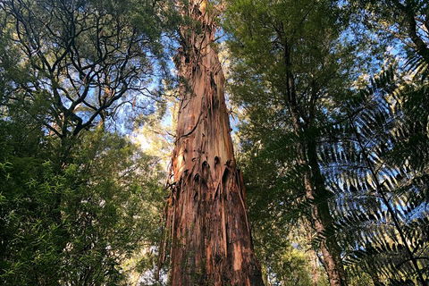 Ultimate Reverse Direction - 12 Apostles, Great Ocean Road - Small Group Tour - Accommodation Directory 2