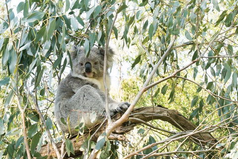 Ultimate Reverse Direction - 12 Apostles, Great Ocean Road - Small Group Tour - Accommodation Directory 5