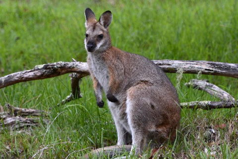 Ultimate Blue Mountains And Wildlife Tour - Accommodation Directory 0