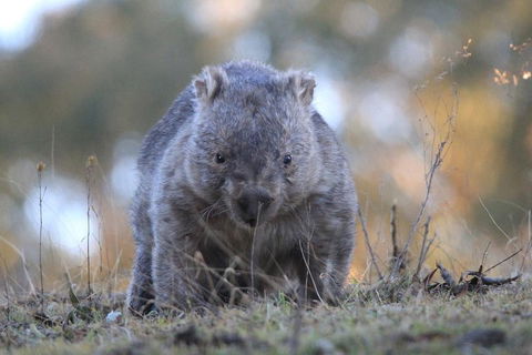 Ultimate Blue Mountains And Wildlife Tour - Accommodation Directory 3