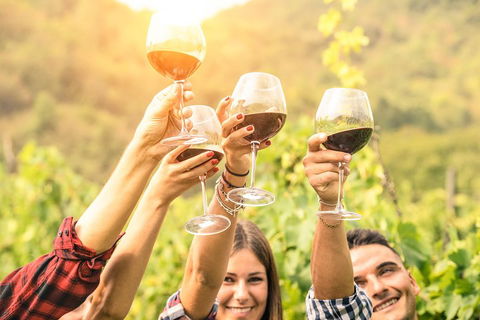 Barossa Valley Cellar Doors Luxury Wine Tour - Accommodation Directory 1