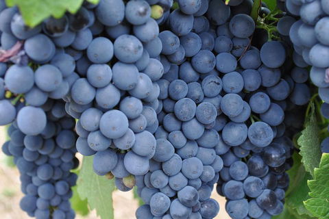 Barossa Valley Cellar Doors Luxury Wine Tour - Accommodation Directory 4
