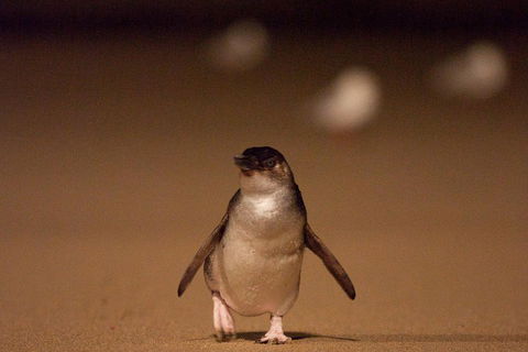 Phillip Island Medium Size Group Tour - Accommodation Directory 4