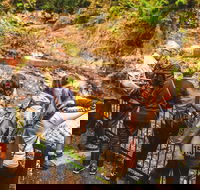 Full-day Springbrook National Park Tour from the Gold Coast - Accommodation Directory