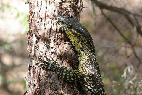 Byron Bay Combo: Minyon Falls And Hinterland Day Trip And Learn To Surf At Byron Bay - Accommodation Directory 0