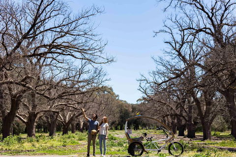 Adelaide 90-Minute Pedicab Tour: Scenic Green & River Experience - Accommodation Directory 1