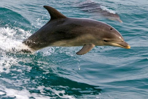 1.5HR Mudjimba Island Wildlife Safari - Accommodation Directory 0