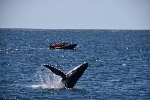 Adventure Whale Watching Tour Mooloolaba - Accommodation Directory 1