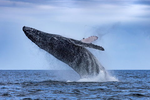 Adventure Whale Watching Tour Mooloolaba - Accommodation Directory 2