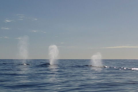 Adventure Whale Watching Tour Mooloolaba - Accommodation Directory 3