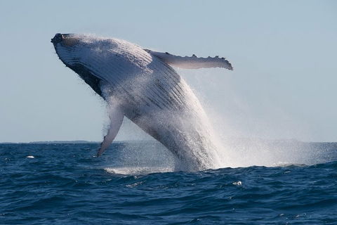 Adventure Whale Watching Tour Mooloolaba - Accommodation Directory 5