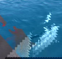 Noosa Wild Dolphin Safari - Accommodation Directory