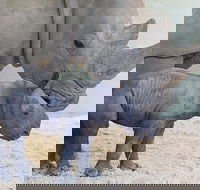 Croc Express to Australia Zoo from Gold Coast - Accommodation Directory