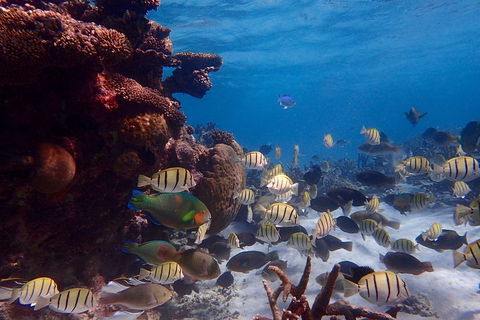 Lagoon Explorer - Ningaloo Reef Full-Day Kayaking And Snorkeling Adventure - Accommodation Directory 2
