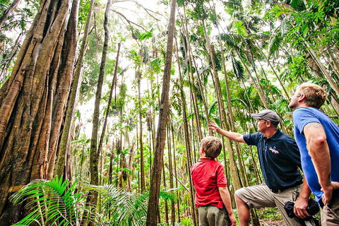 Natural Bridge & Springbrook Waterfalls Tour + Hot Air Balloon With Breakfast - Accommodation Directory 5