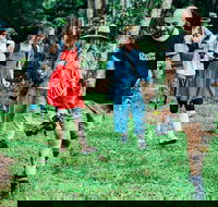 Let's Go Buggin  Let's Go Shroomin - Photography  Nature Walking Tours - Accommodation Directory