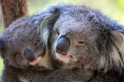 Half-Day Or Full-Day Tour With Private Guide From Melbourne - Accommodation Directory 1